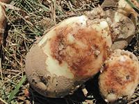 A tuber infected with late blight